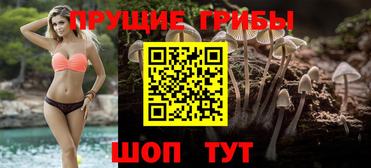 Псилоцибиновые грибы Psilocybe Славянск-на-Кубани